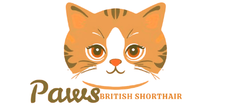 Paws British Shorthair Cattery